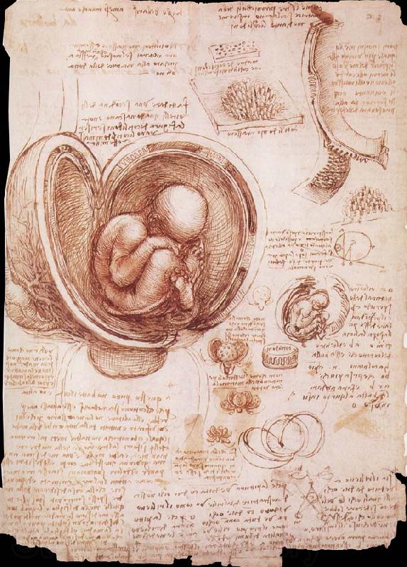 LEONARDO da Vinci The embryo in the Uterus